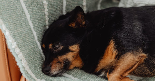 小型電動梳化選購全攻略：尺寸、功能、面料逐點拆解