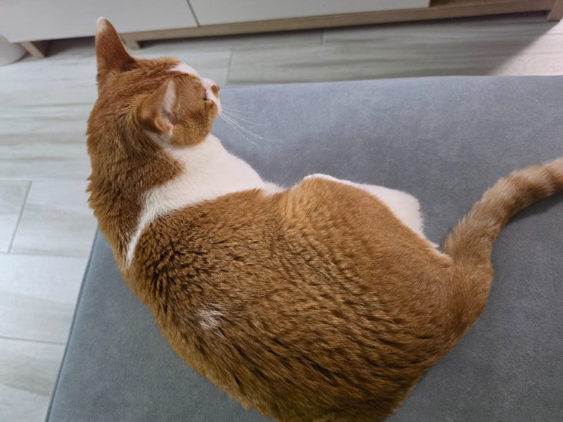周.